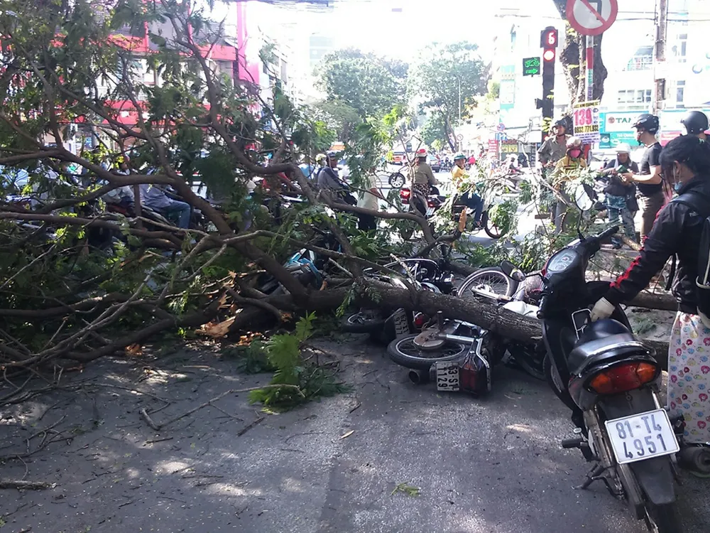 Cành cây me tây ở giao lộ Đinh Tiên Hoàng - Điện Biên Phủ bỗng nhiên tét nhánh, đè trúng người đi đường. 